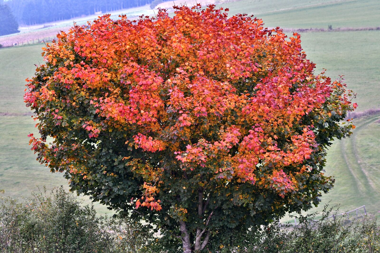 Nikon D500 sample photo. Tree, fall colors, leaves photography