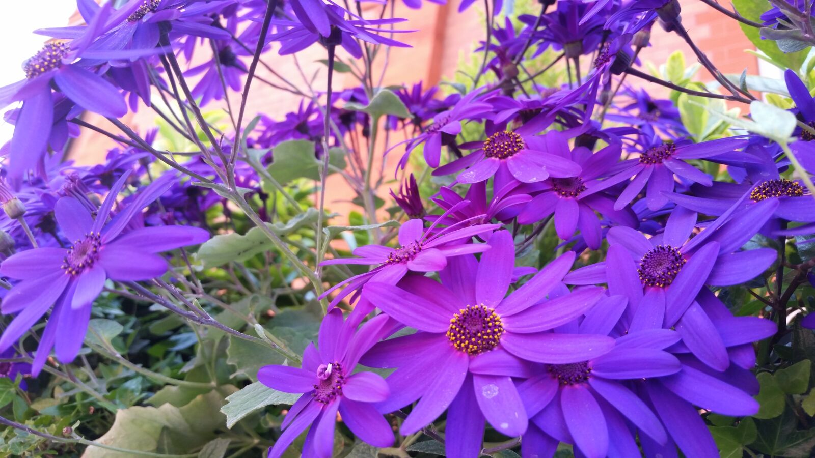 Samsung Galaxy S5 sample photo. Purple flowers, purple petals photography