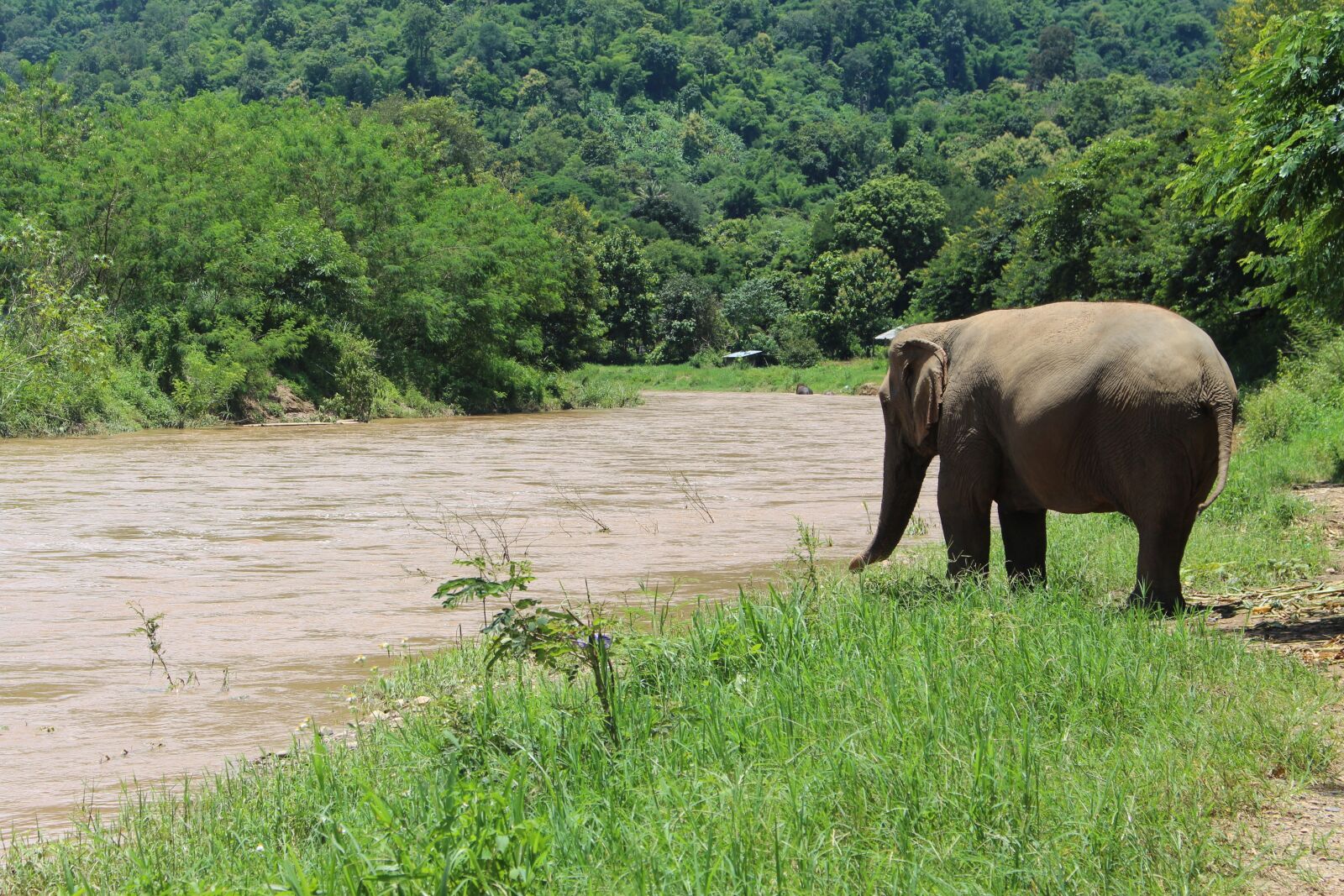 Canon EOS 700D (EOS Rebel T5i / EOS Kiss X7i) sample photo. Elephant, water, proboscis photography