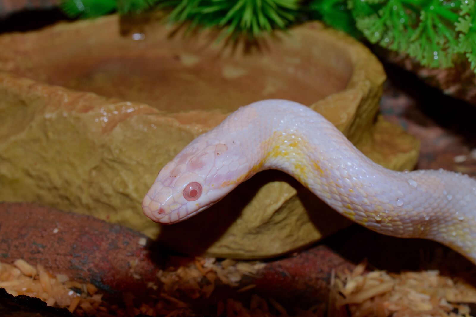 Nikon D5300 sample photo. Snake eye, pangolin, corn photography