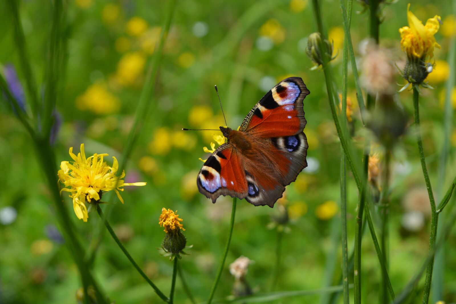 Nikon D5200 sample photo. Butterfly, nature, insects photography