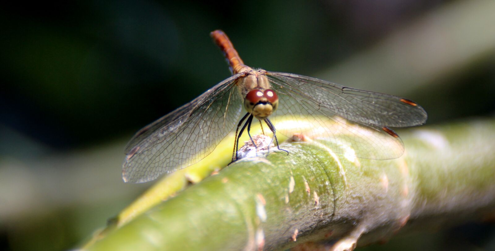 Canon EOS 700D (EOS Rebel T5i / EOS Kiss X7i) sample photo. Dragonfly, insecta, wings photography