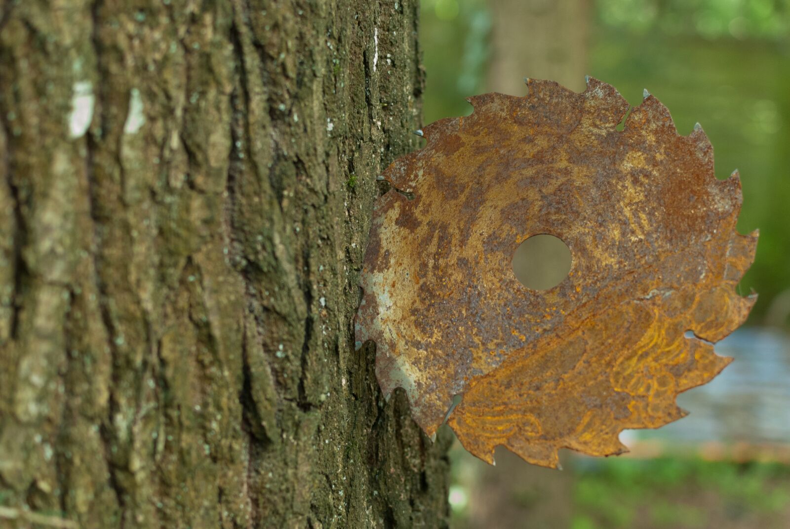 Nikon D80 sample photo. Tree, trunk, bark photography