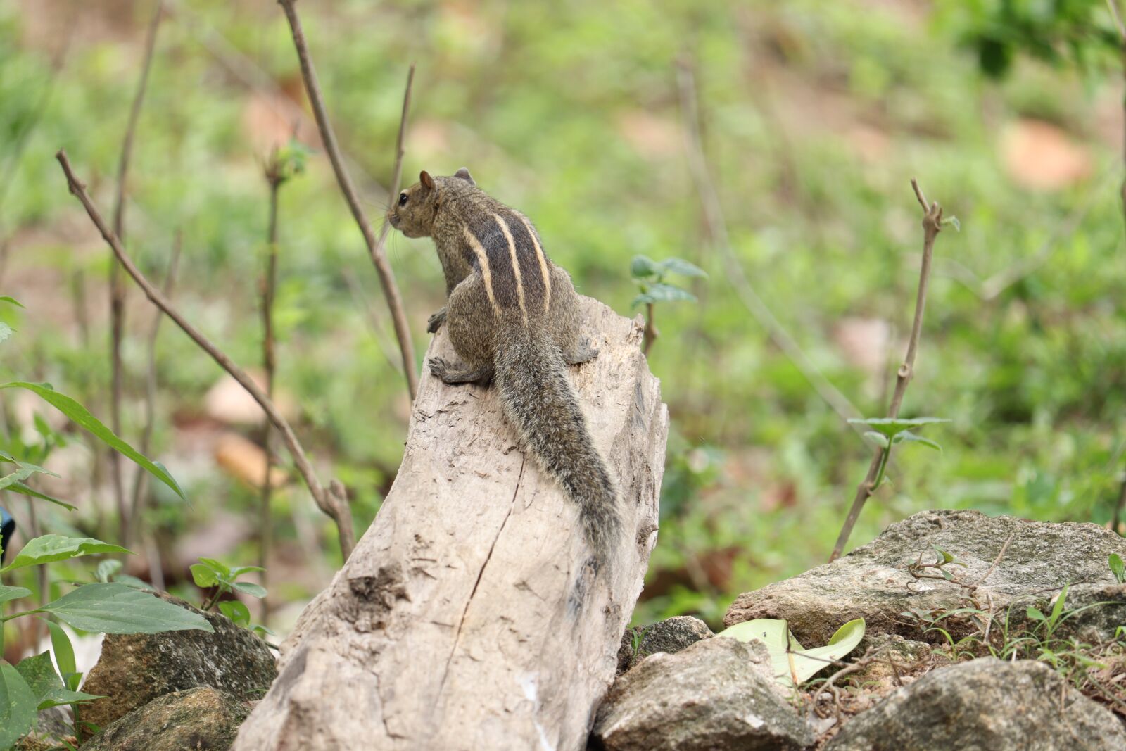 Canon EOS 250D (EOS Rebel SL3 / EOS Kiss X10 / EOS 200D II) sample photo. Squirrel, nature, outdoor photography