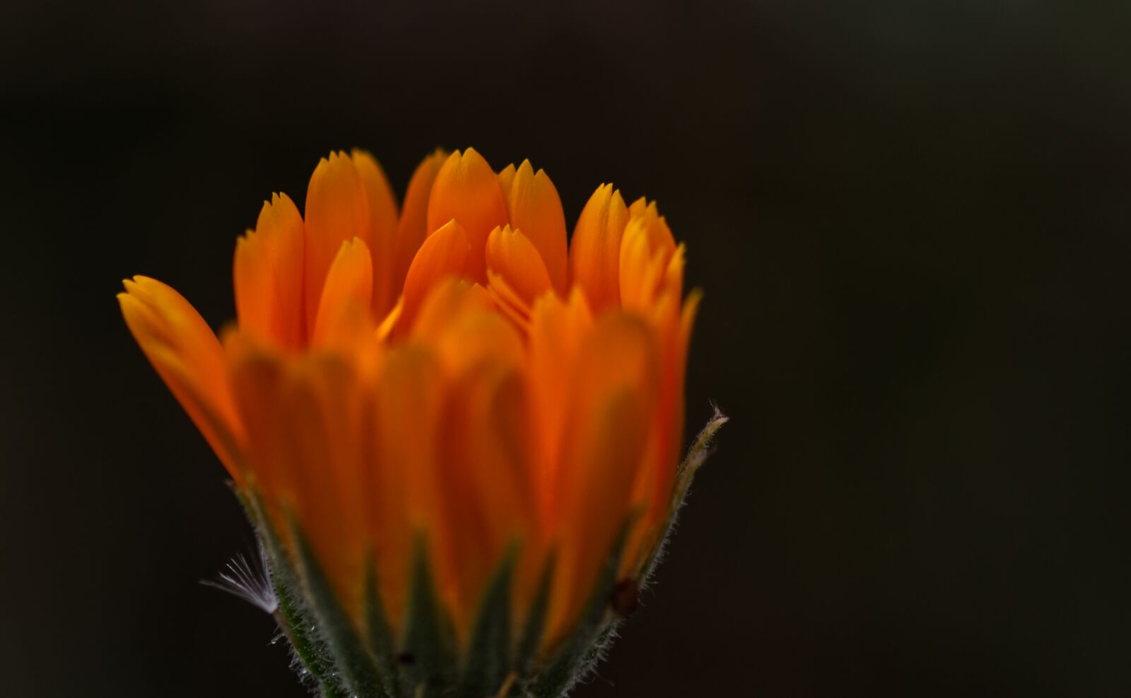 Nikon D5500 sample photo. Flower, blossom, bloom photography