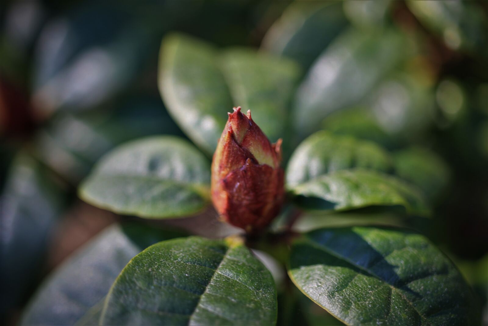 Canon EOS 7D sample photo. Rhododendron, bud, blossom photography