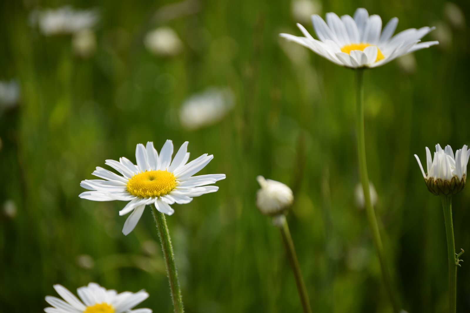Nikon D3300 sample photo. Daisy, daisies, midsummer photography