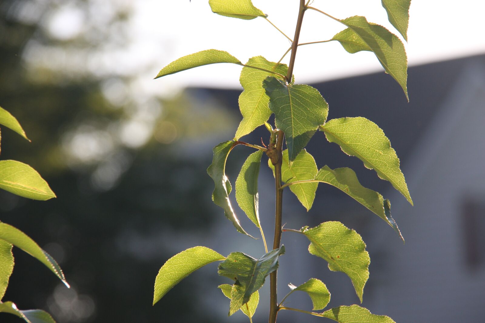 Canon EOS 40D sample photo. Leaves, plant, sunlight on photography