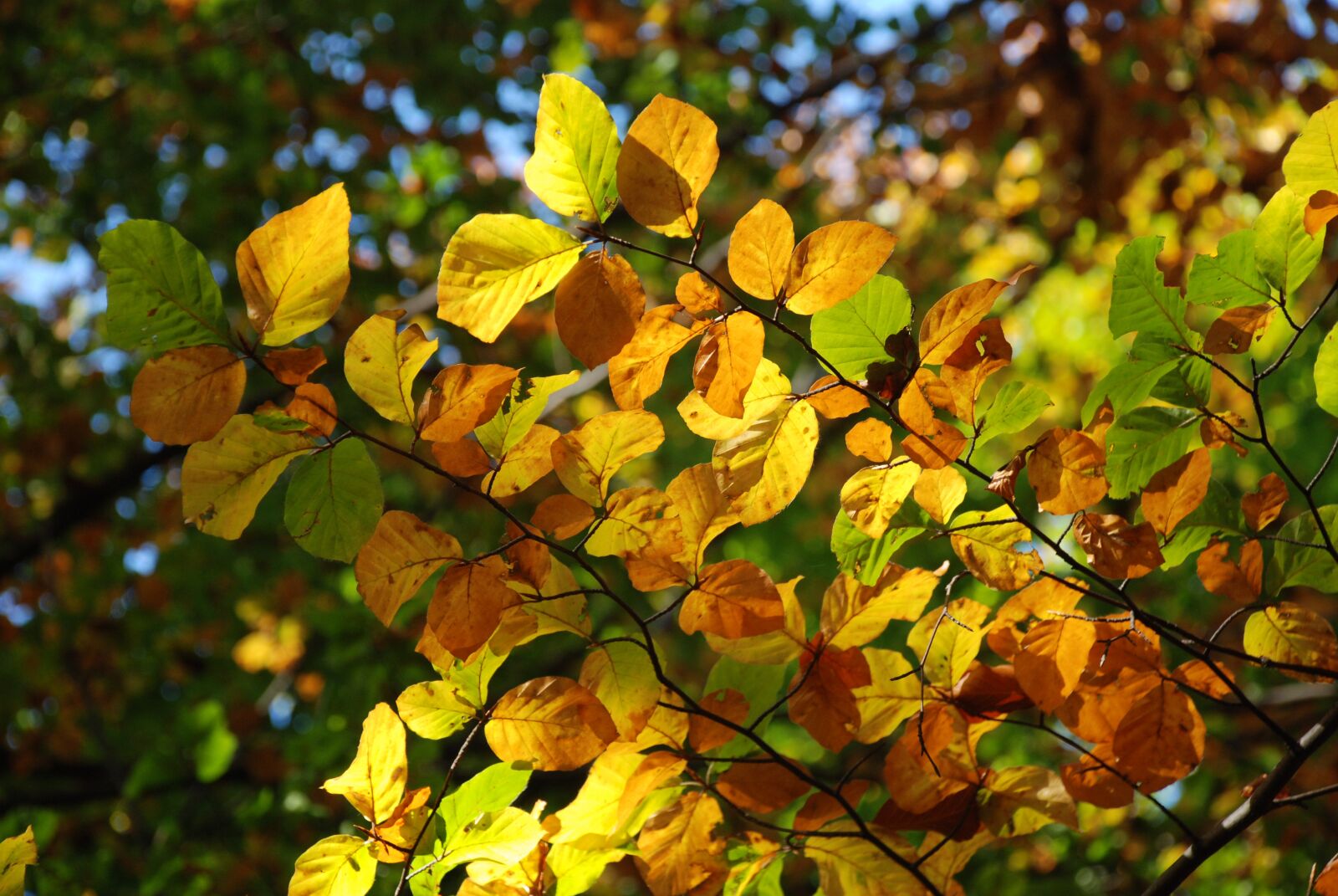 Nikon D80 sample photo. Autumn, light, nature photography