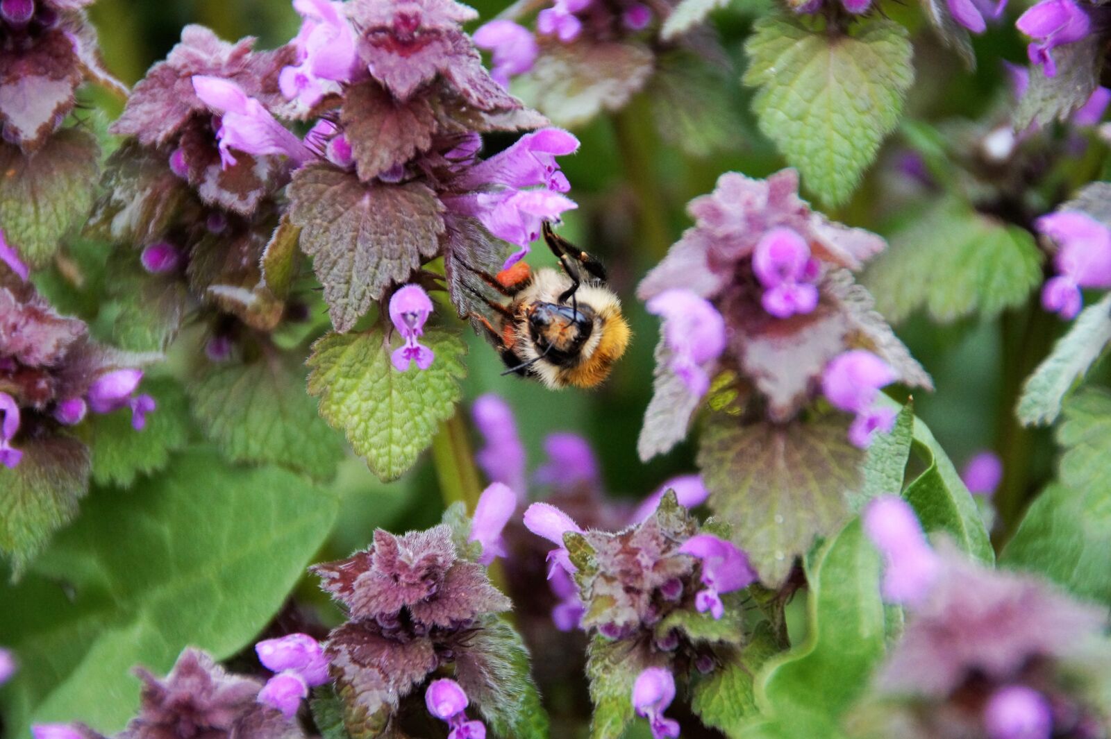 Sony SLT-A58 sample photo. Bumble-bee, drone, suck photography