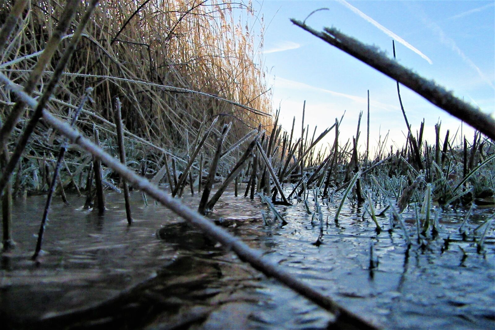 Canon PowerShot SX610 HS sample photo. Ditch, reed, frozen photography