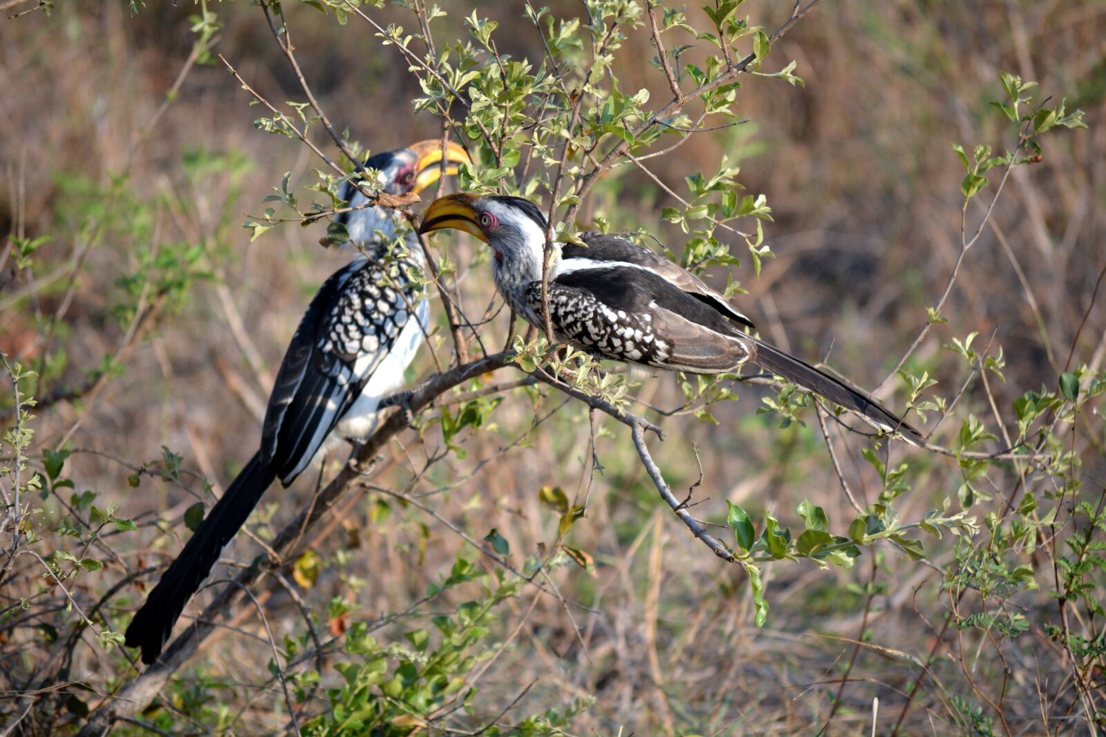 Nikon D5200 sample photo. Two birds, kruger park photography