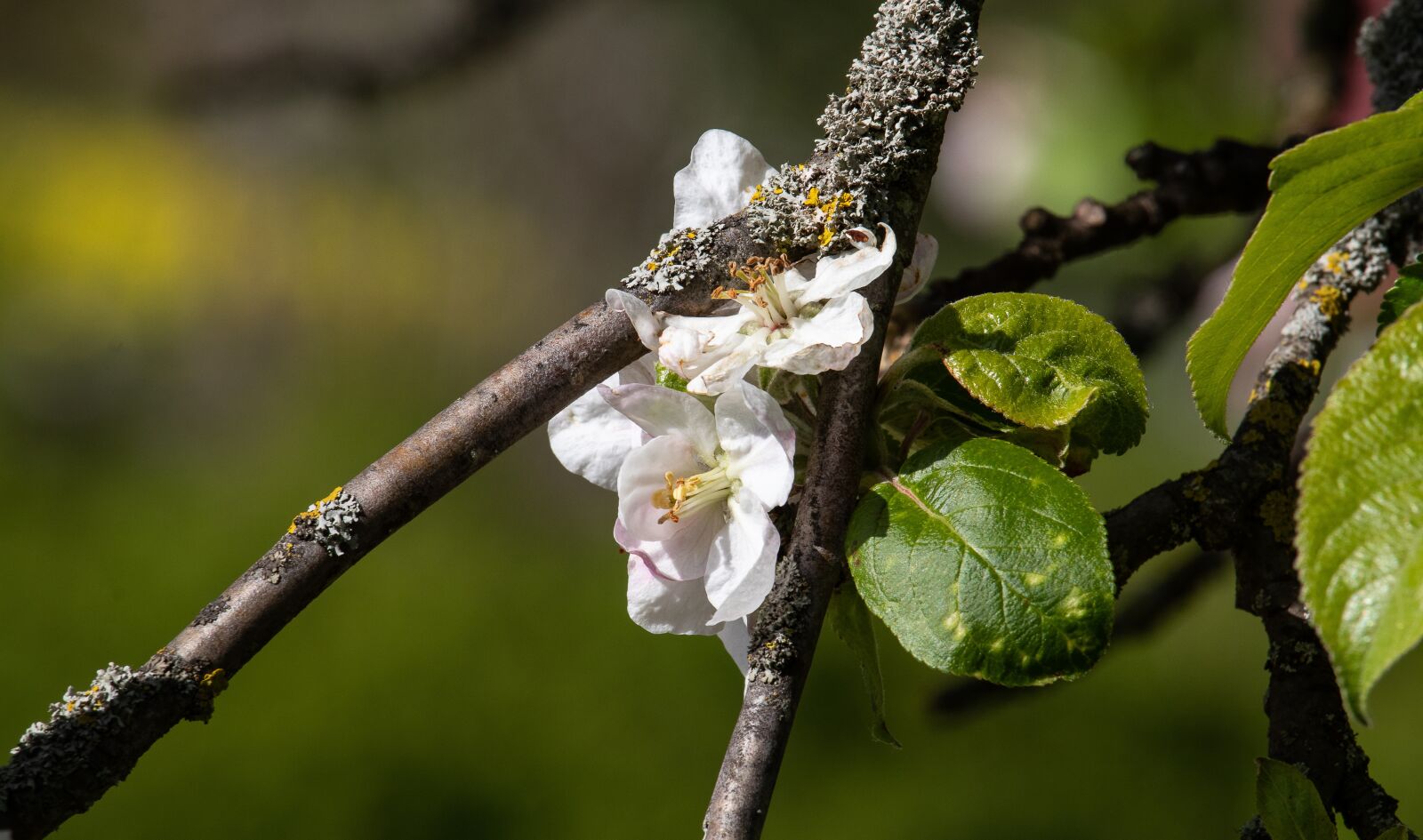 Canon EF-S 55-250mm F4-5.6 IS STM sample photo. Apple blossom, apple tree photography