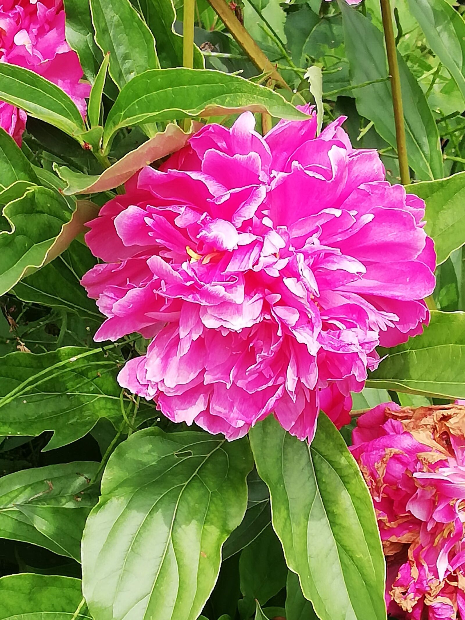 HUAWEI P20 lite sample photo. Rose, bloom, pink photography