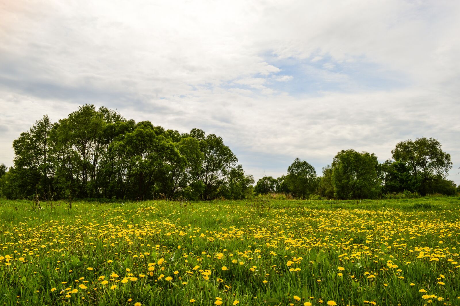 Nikon D3200 sample photo. Field, meadow, nature photography