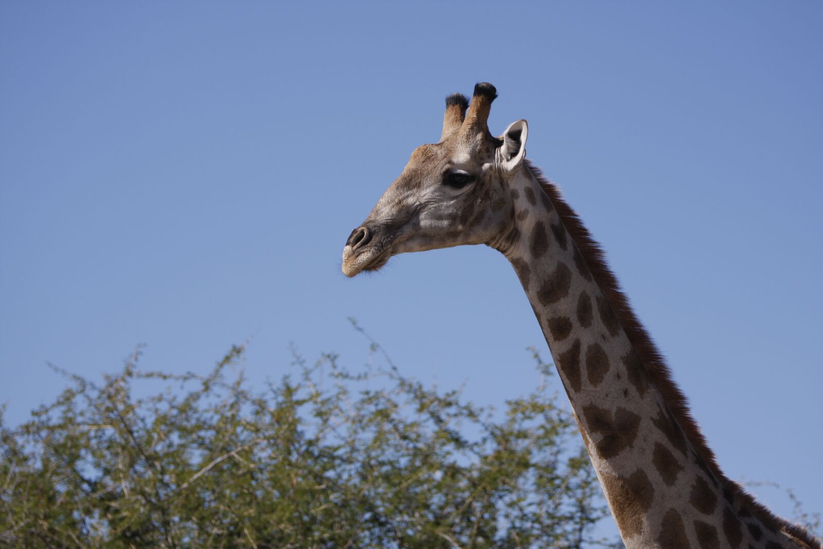 Canon EOS 40D sample photo. Giraffe, namibia, nature photography