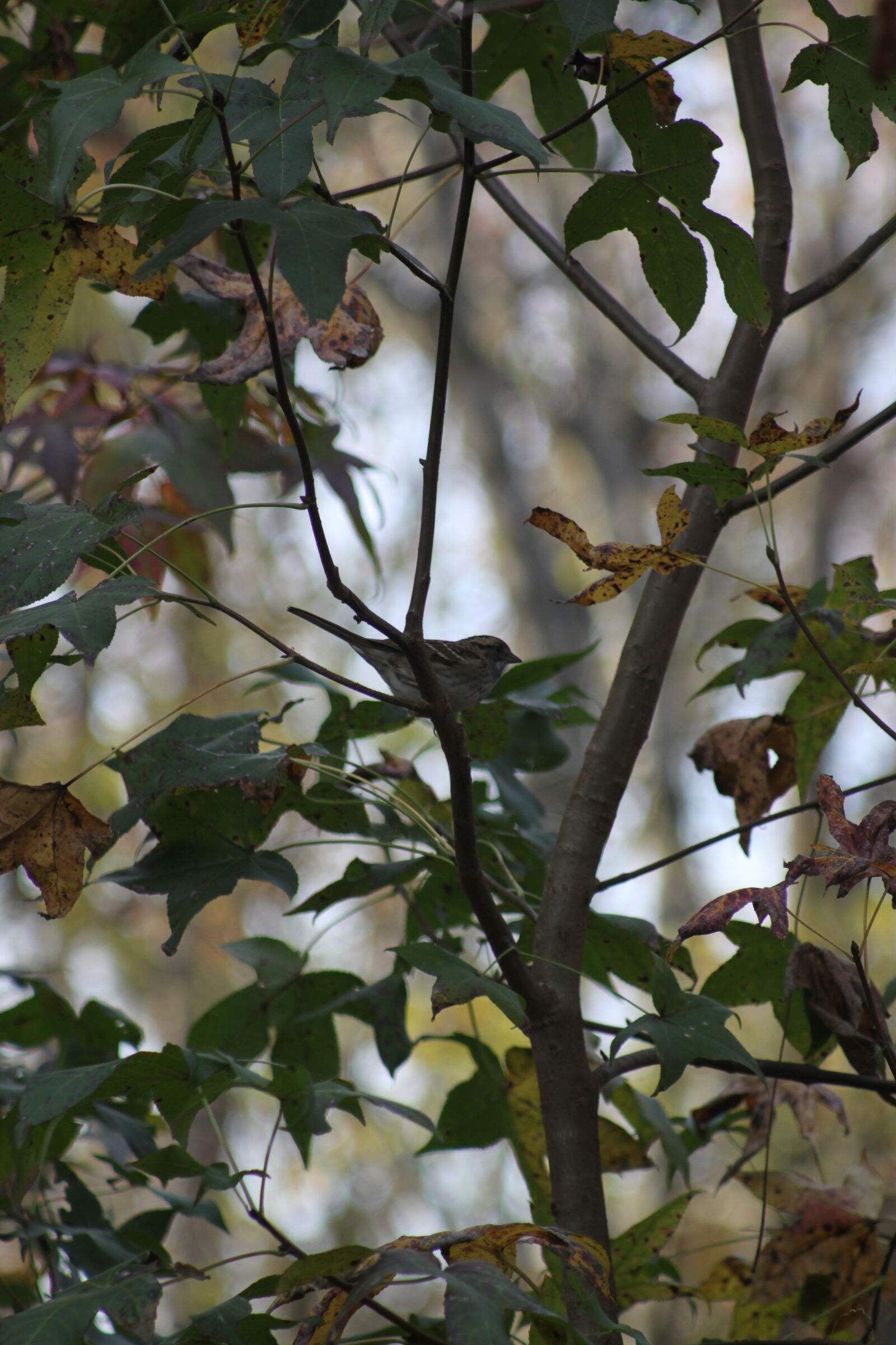 Canon EOS 50D sample photo