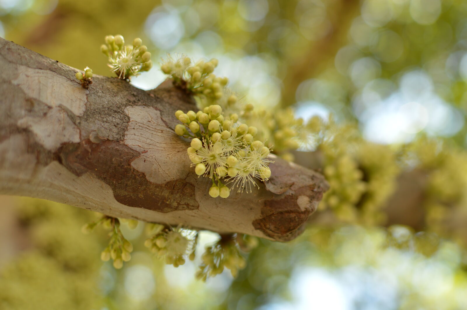 Nikon D3200 + Nikon AF-S DX Nikkor 35mm F1.8G sample photo. Flowers, trees, close, up photography