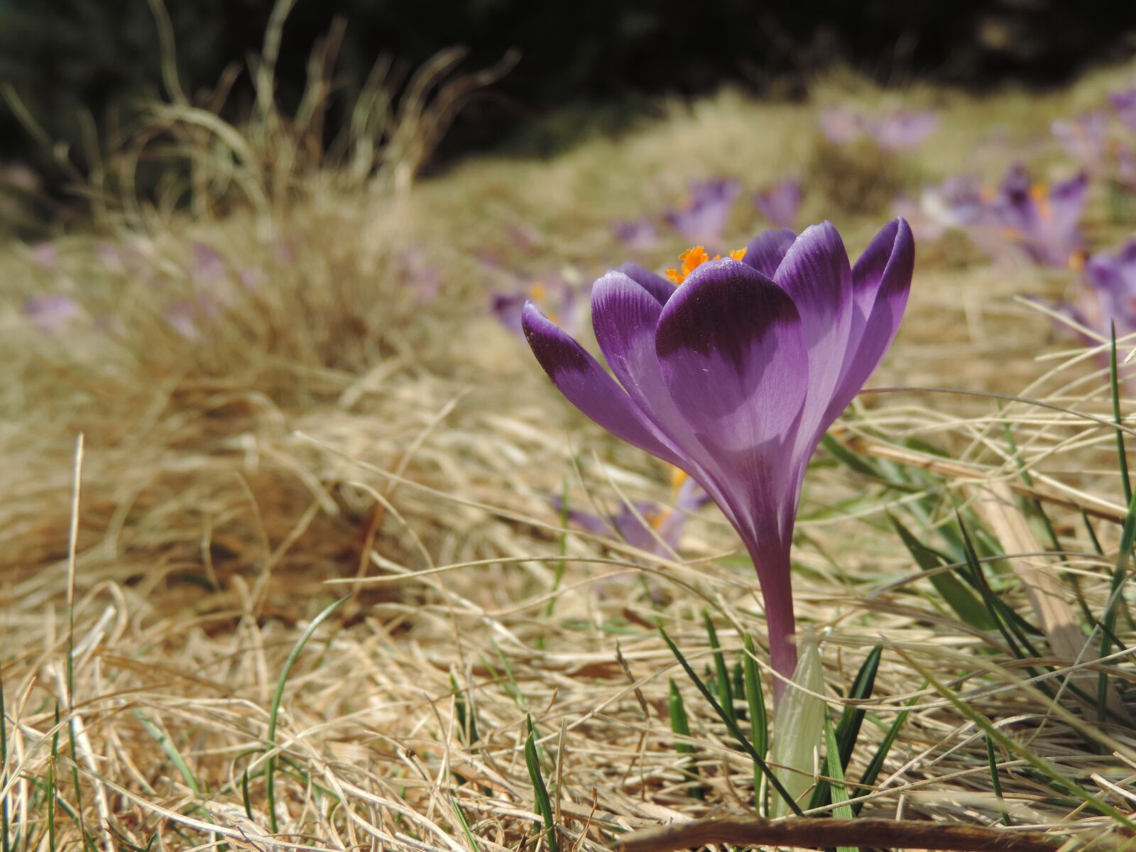 Nikon Coolpix P520 sample photo. Krokus, spring, saffron photography
