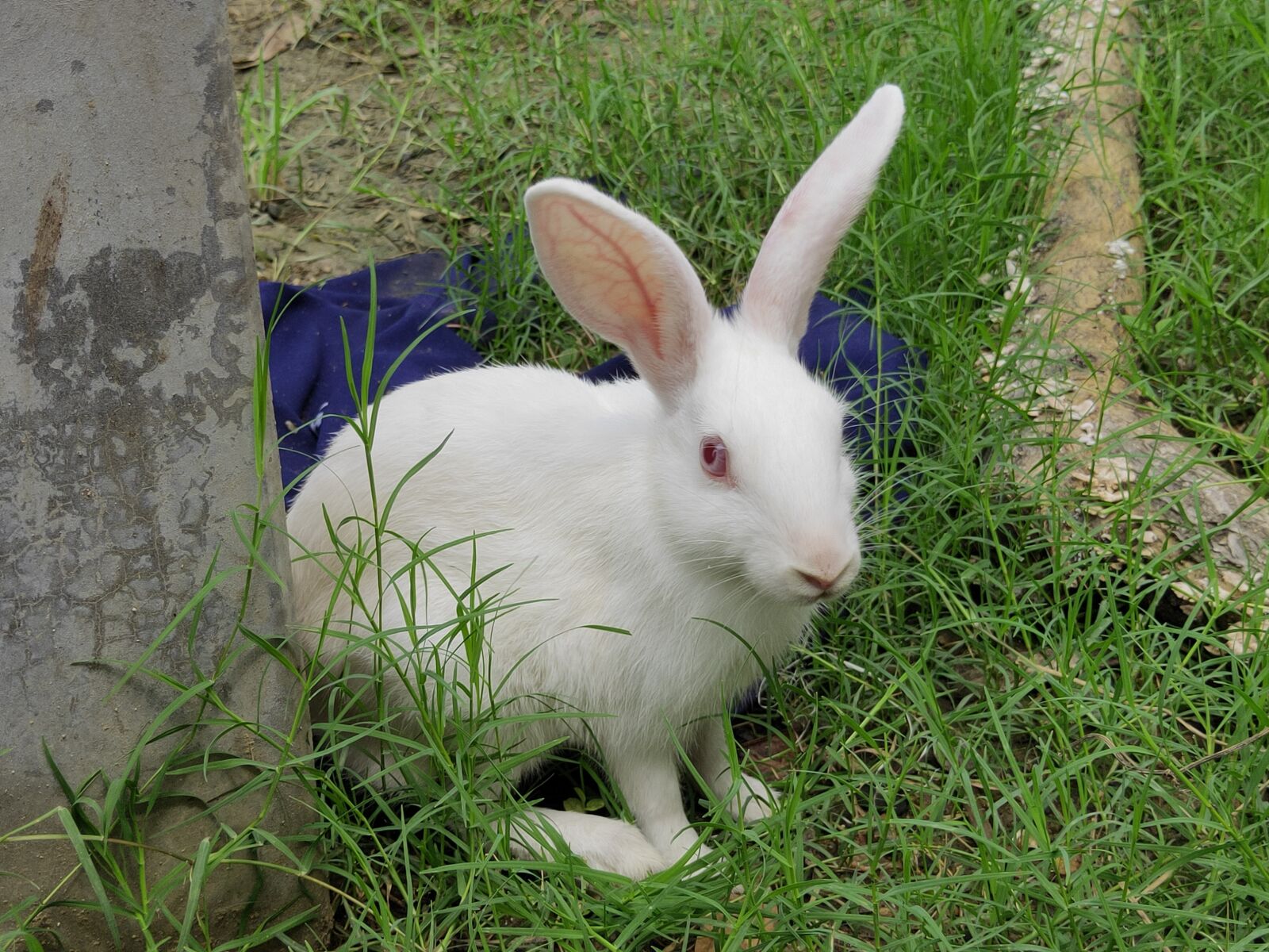 Realme 3 PRO sample photo. Nature, animal, rabbit photography