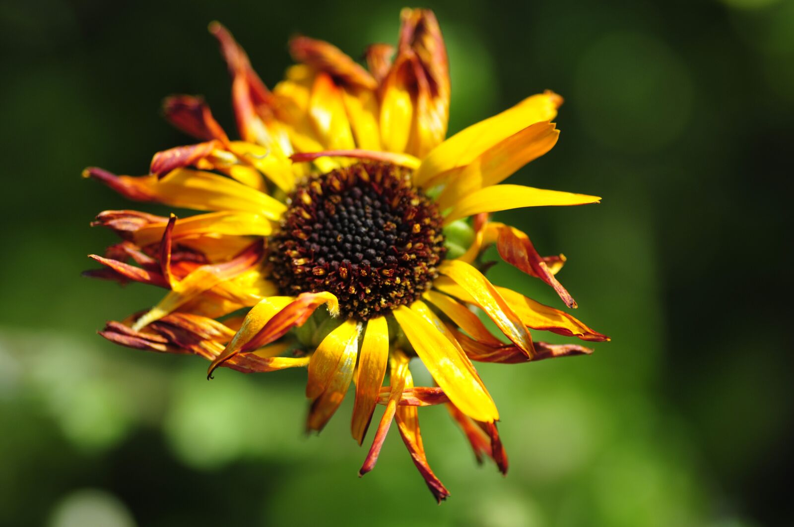 Nikon D300S sample photo. Flower, green, yellow photography