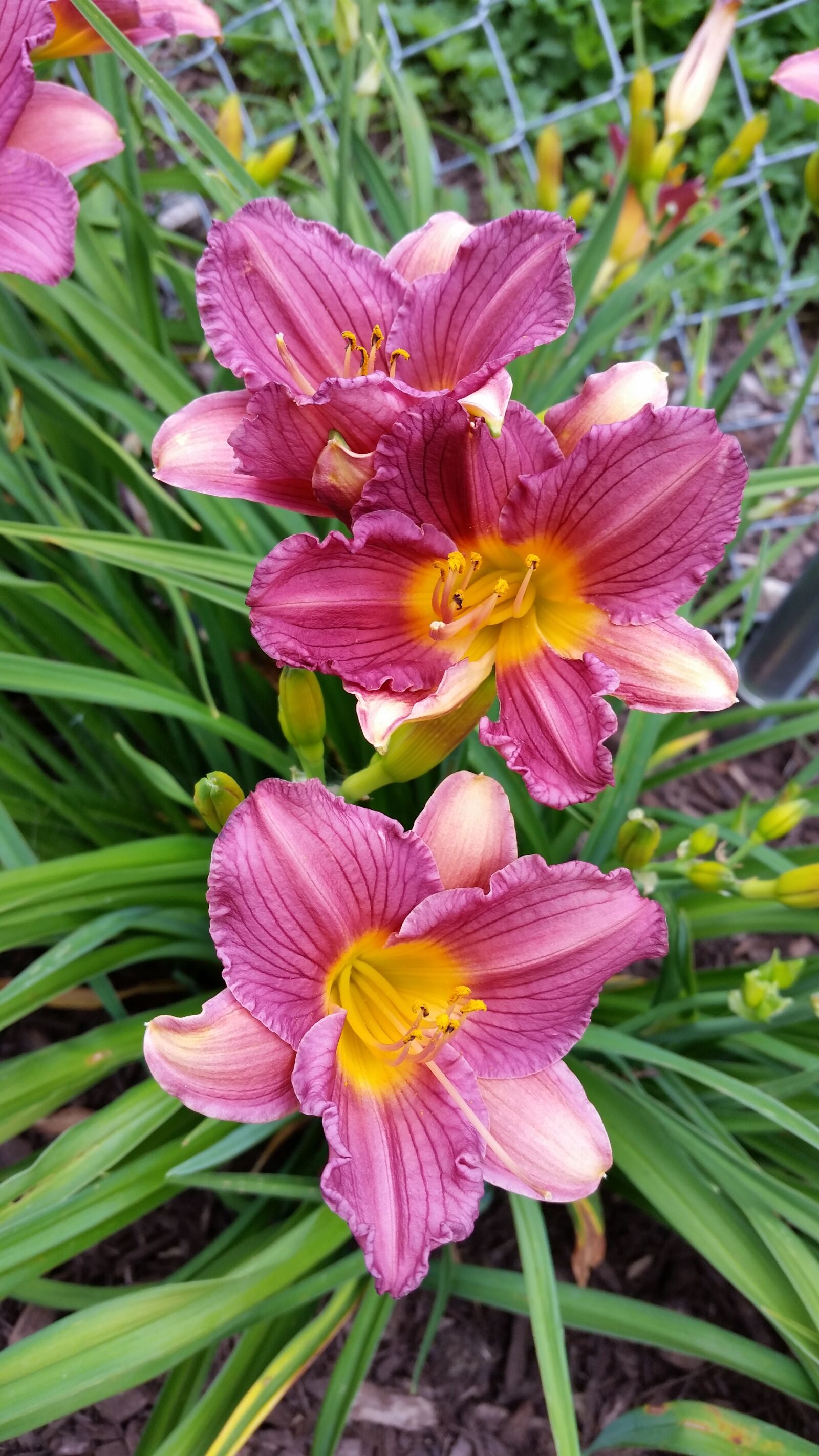 Samsung Galaxy S5 sample photo. Pink, day lilies, flowers photography