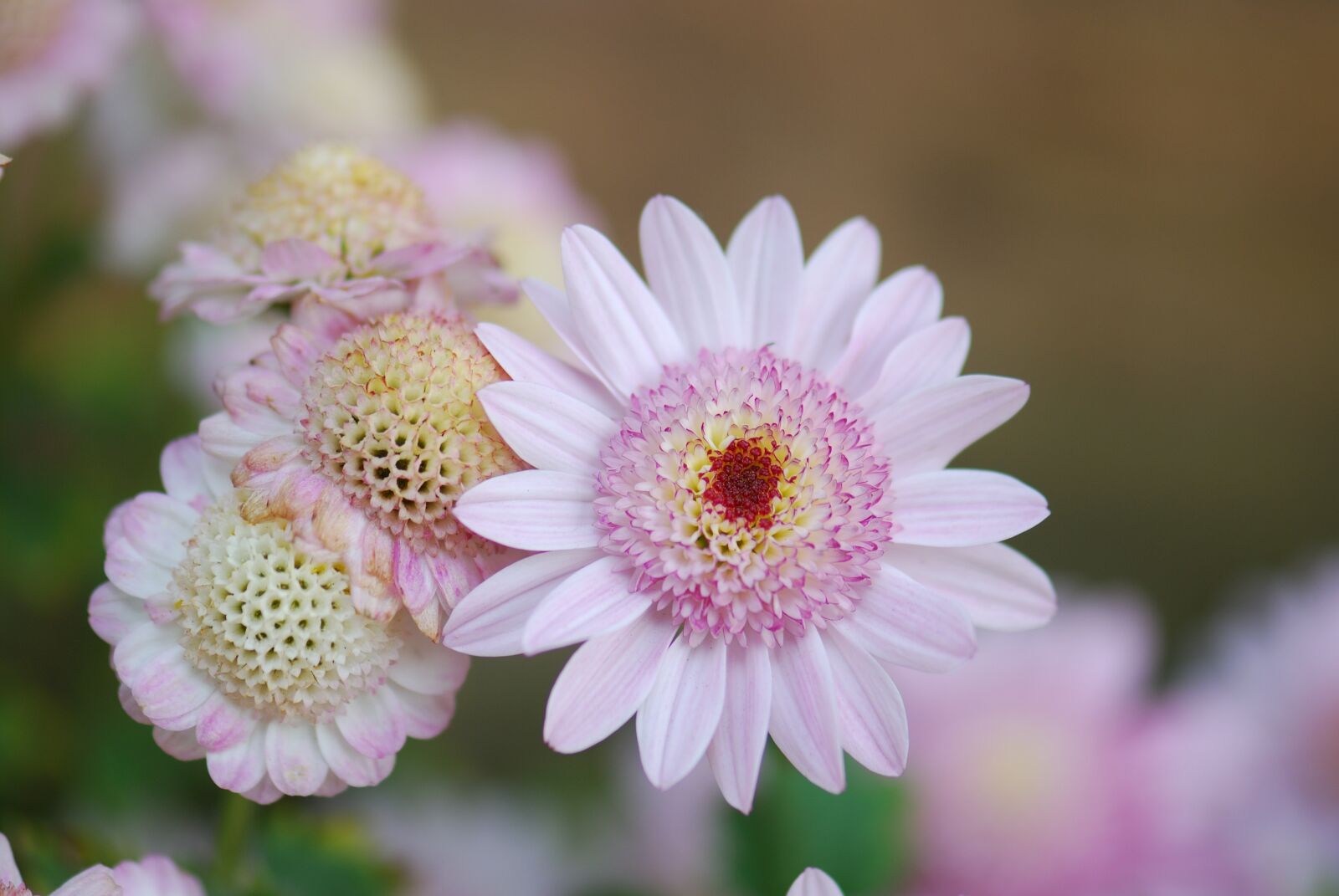 Nikon D80 sample photo. Flowers, plants, nature photography