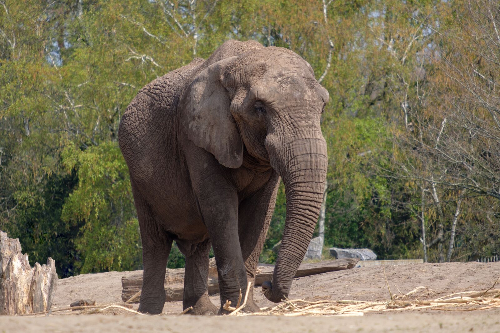Fujifilm X-T2 + Fujifilm XF 55-200mm F3.5-4.8 R LM OIS sample photo. Elephant, pachyderm, africa photography