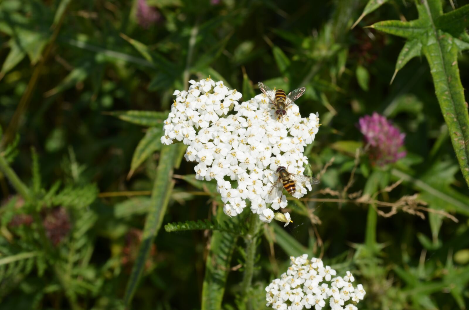 Nikon D5100 sample photo. Flower, bee, white photography