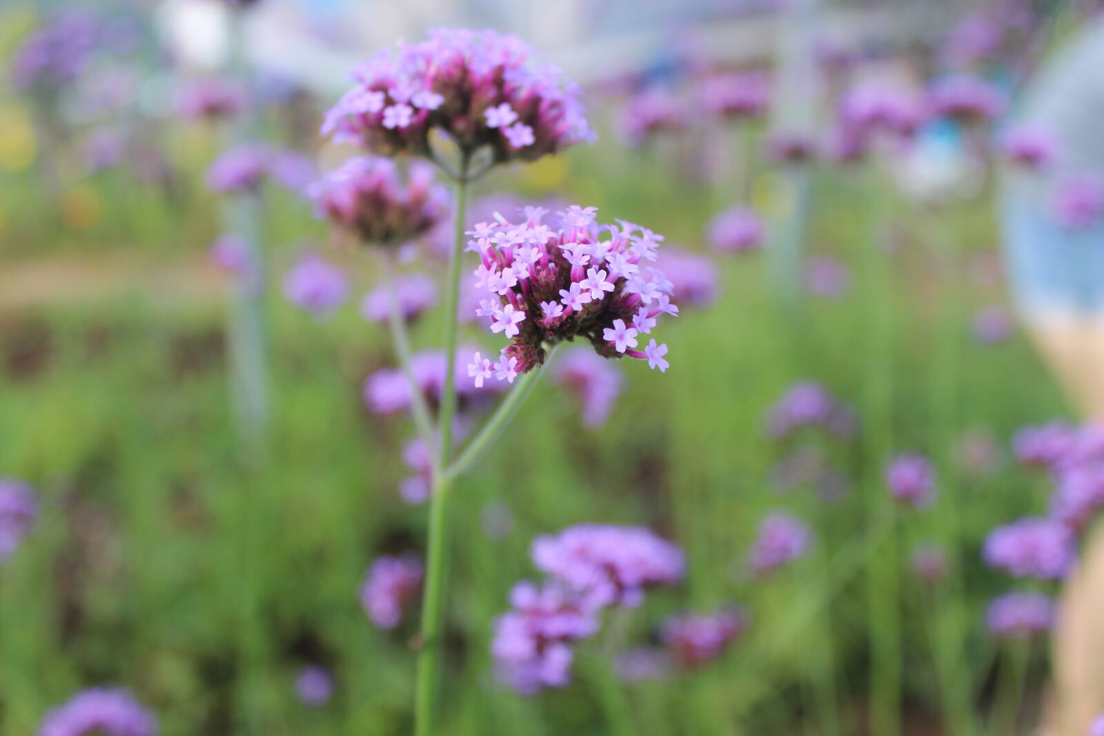Canon EOS 600D (Rebel EOS T3i / EOS Kiss X5) sample photo. Purple flowers, flowers, flower photography