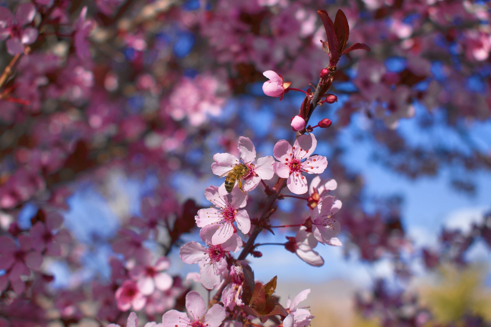 Nikon D3500 sample photo. Bee, flowers, pollination photography