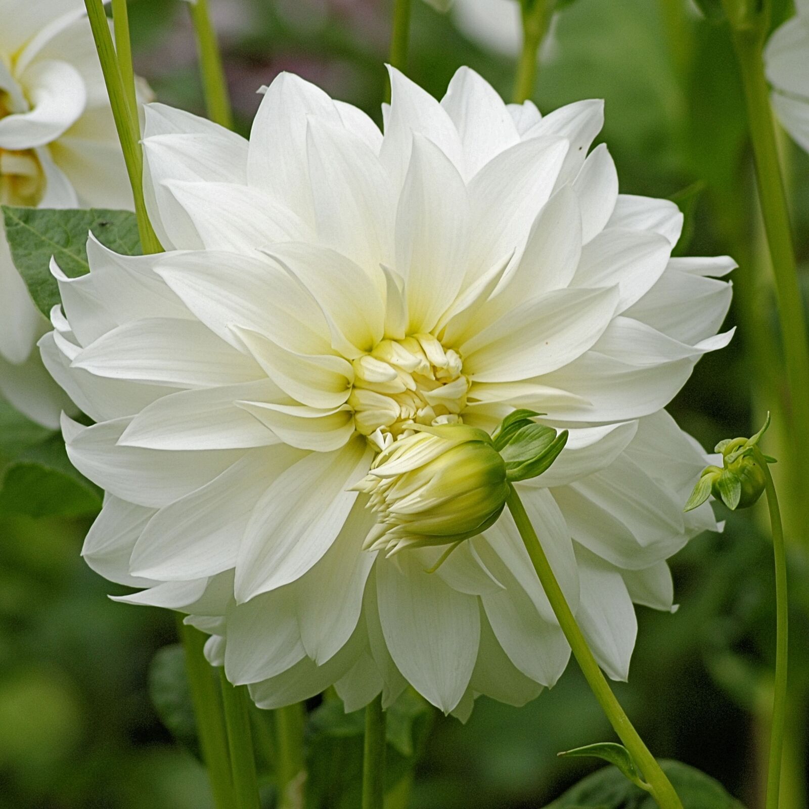 Nikon D3000 sample photo. Dahlia, blossom, bloom photography