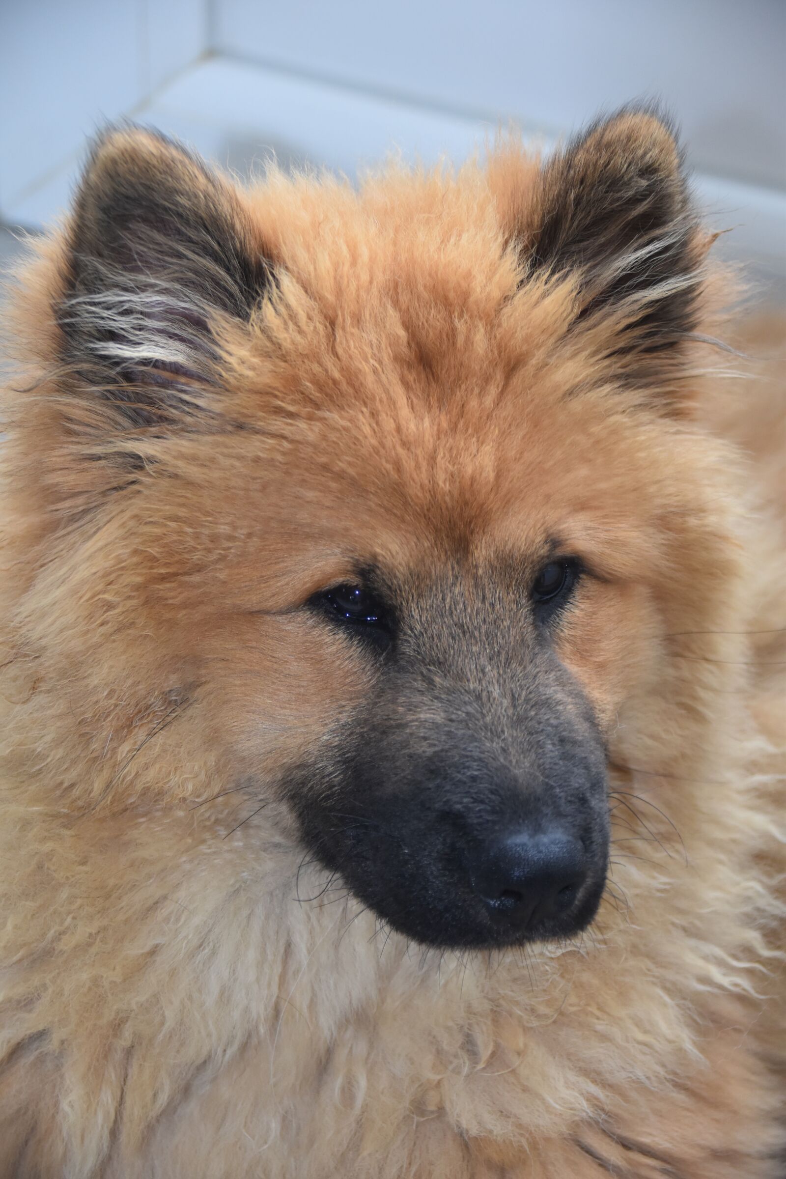 Nikon D5600 sample photo. Dog, bitch, portrait of photography