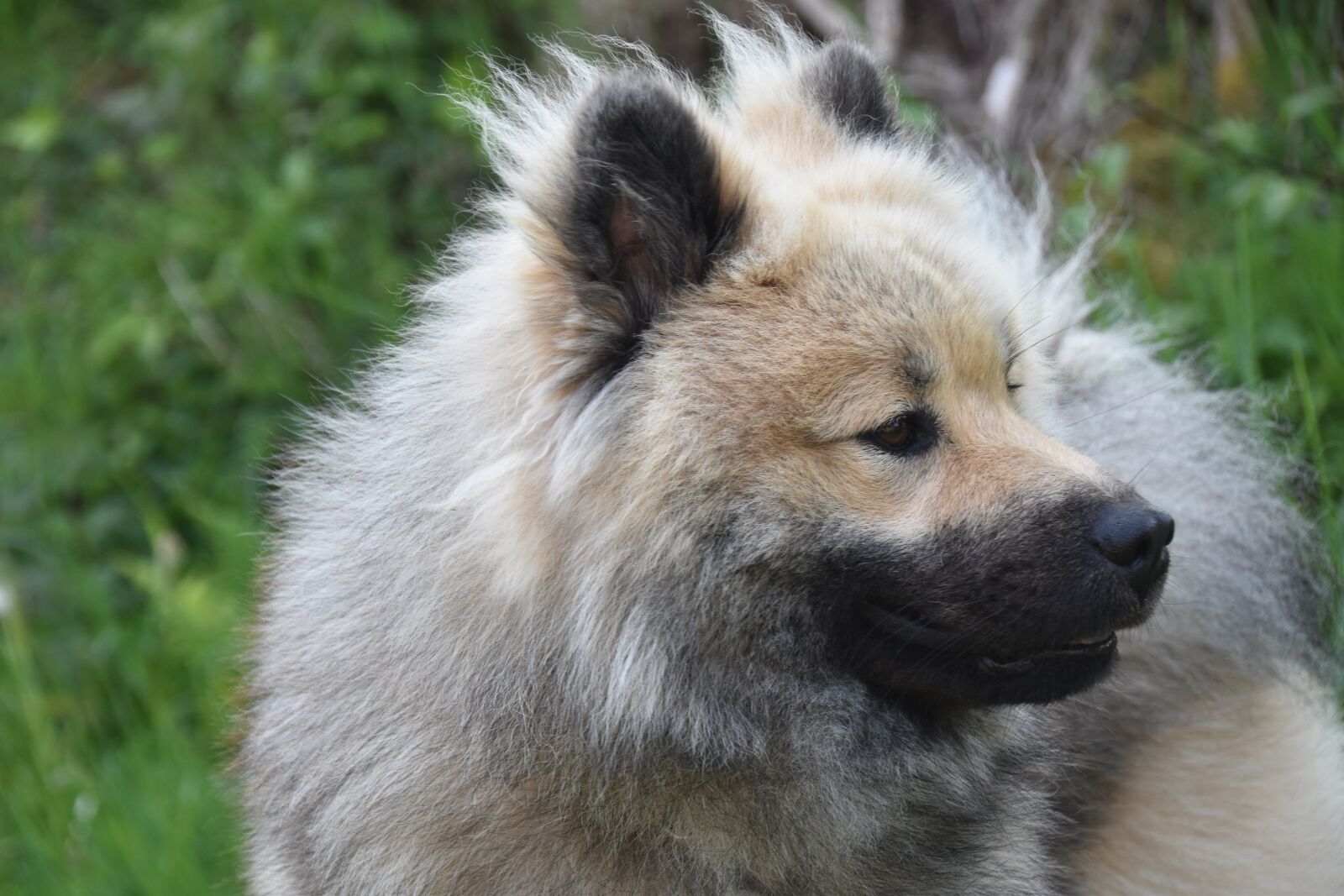 Nikon D5600 sample photo. Dog, dog portrait, dog photography