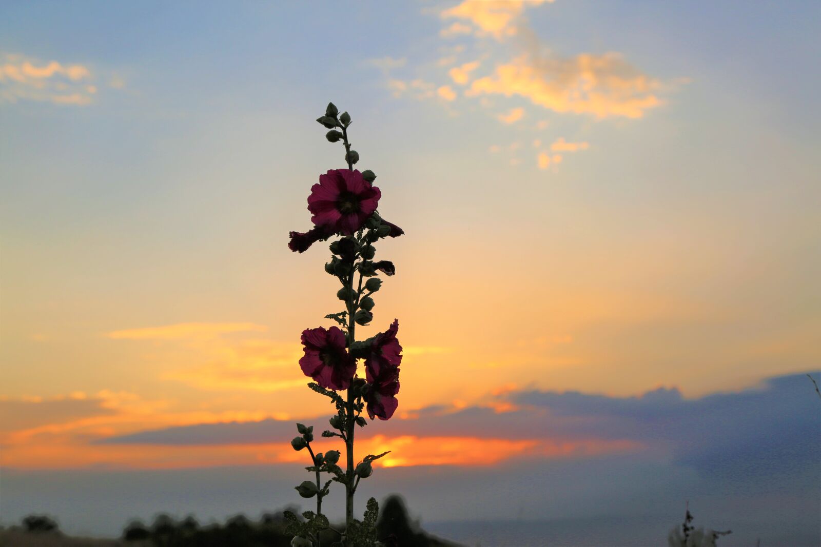 Canon EF 24-105mm F4L IS USM sample photo. Sunset, plant, flower photography