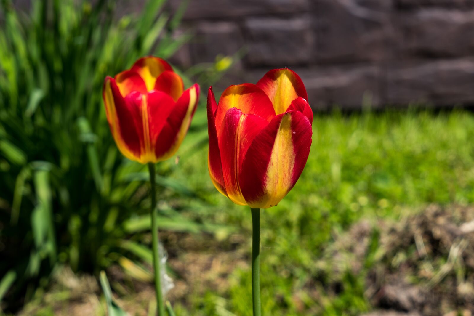 Sony a6300 + Sony Vario Tessar T* FE 24-70mm F4 ZA OSS sample photo. Tulips, flowers, petals photography