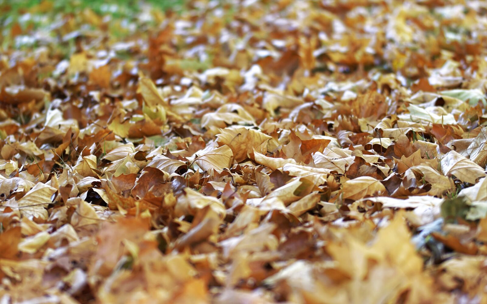 Nikon D5300 sample photo. Carpet, leaves, dry photography