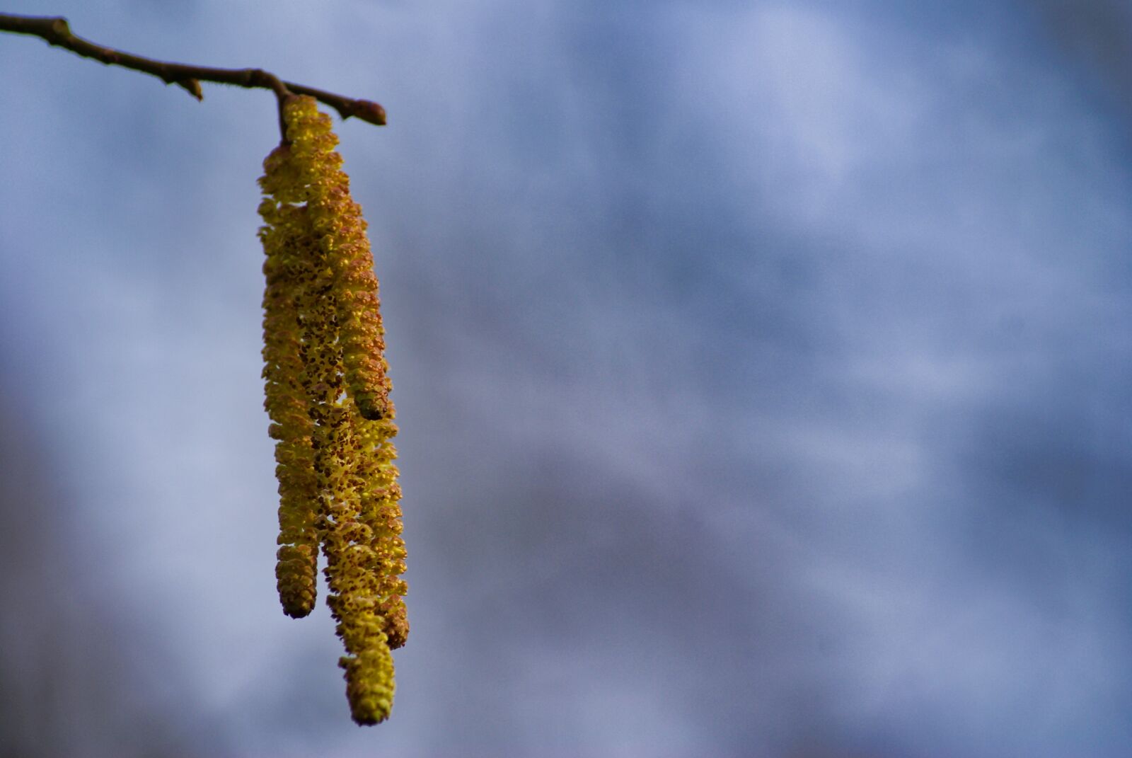 Sony Alpha DSLR-A200 sample photo. Willow catkin, spring, close photography