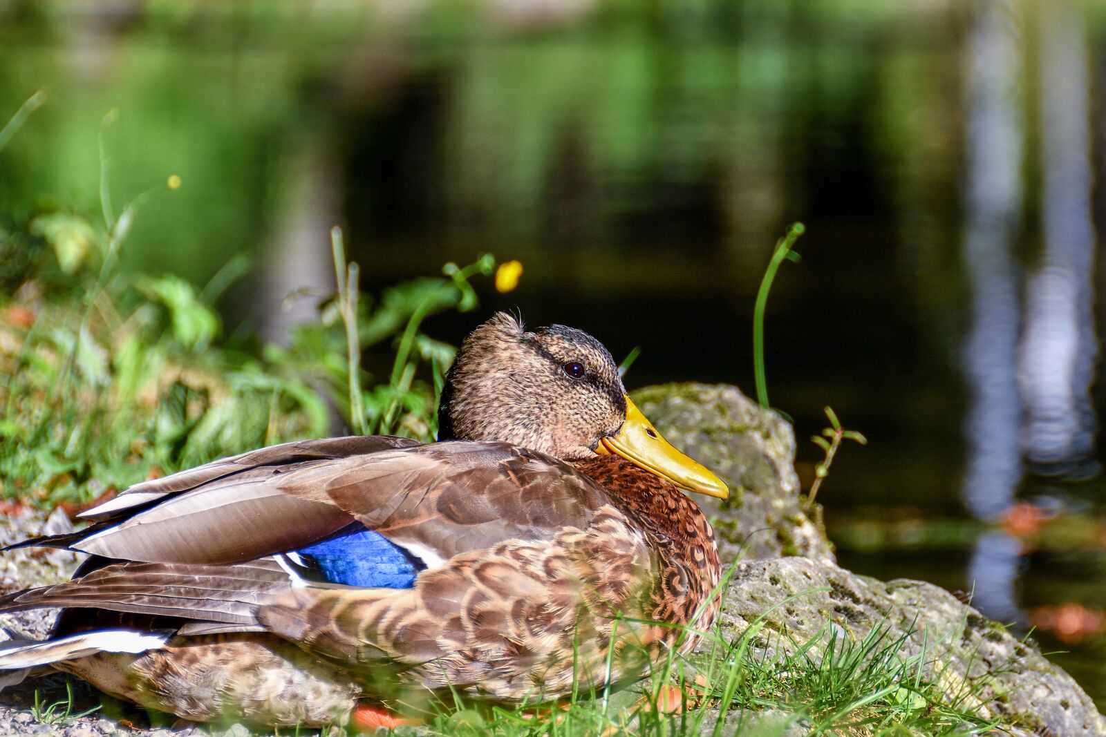 Nikon D7200 sample photo. Mallard, animal, water bird photography