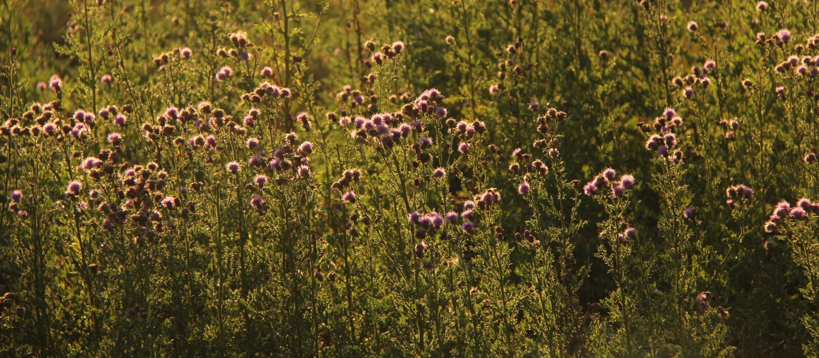 Canon EF-S 18-200mm F3.5-5.6 IS sample photo. Nature, grass, outdoor photography