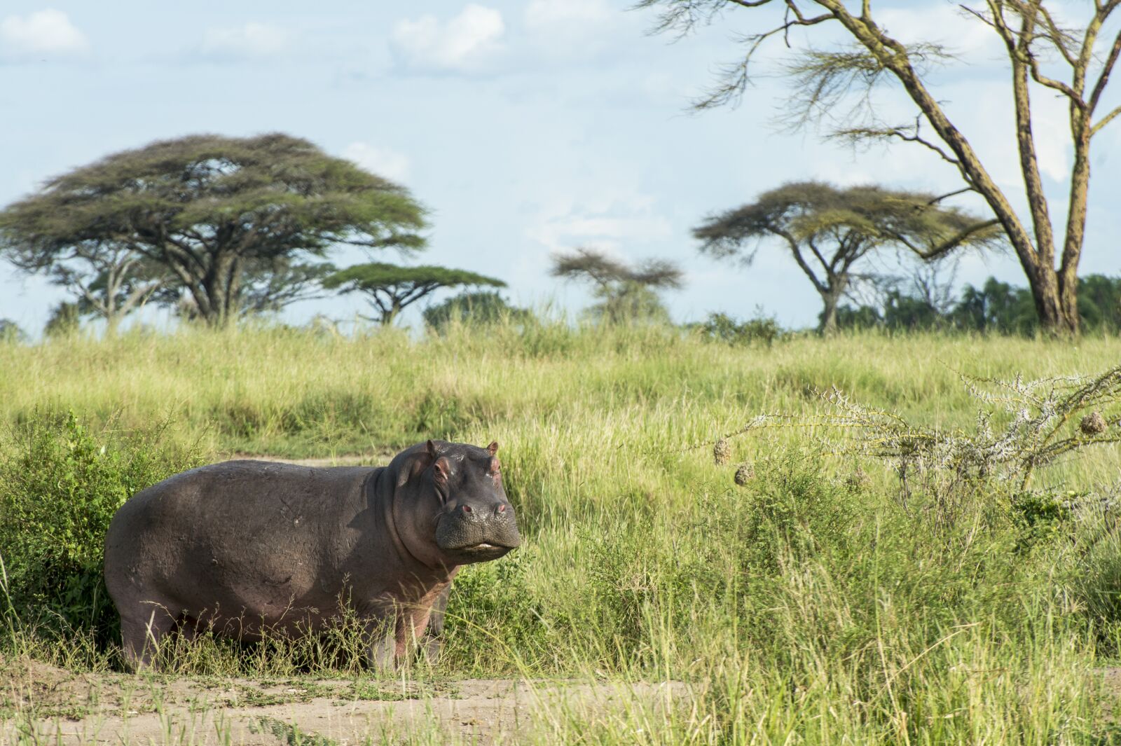 Nikon D4 sample photo. Hippo, animal, wild photography