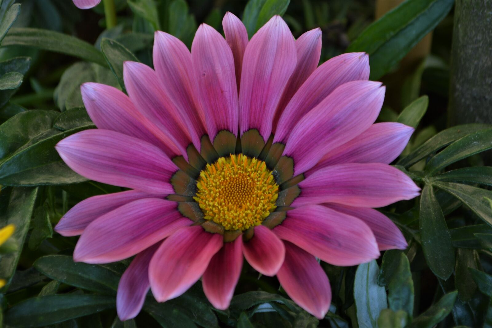 Nikon D5200 sample photo. Blossom, bloom, flower photography