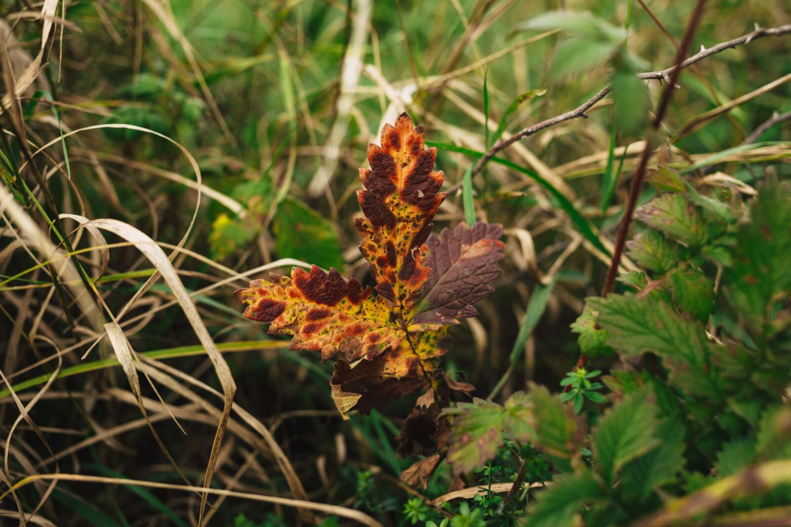 Canon EF 40mm F2.8 STM sample photo. Nature, autumn, begin photography