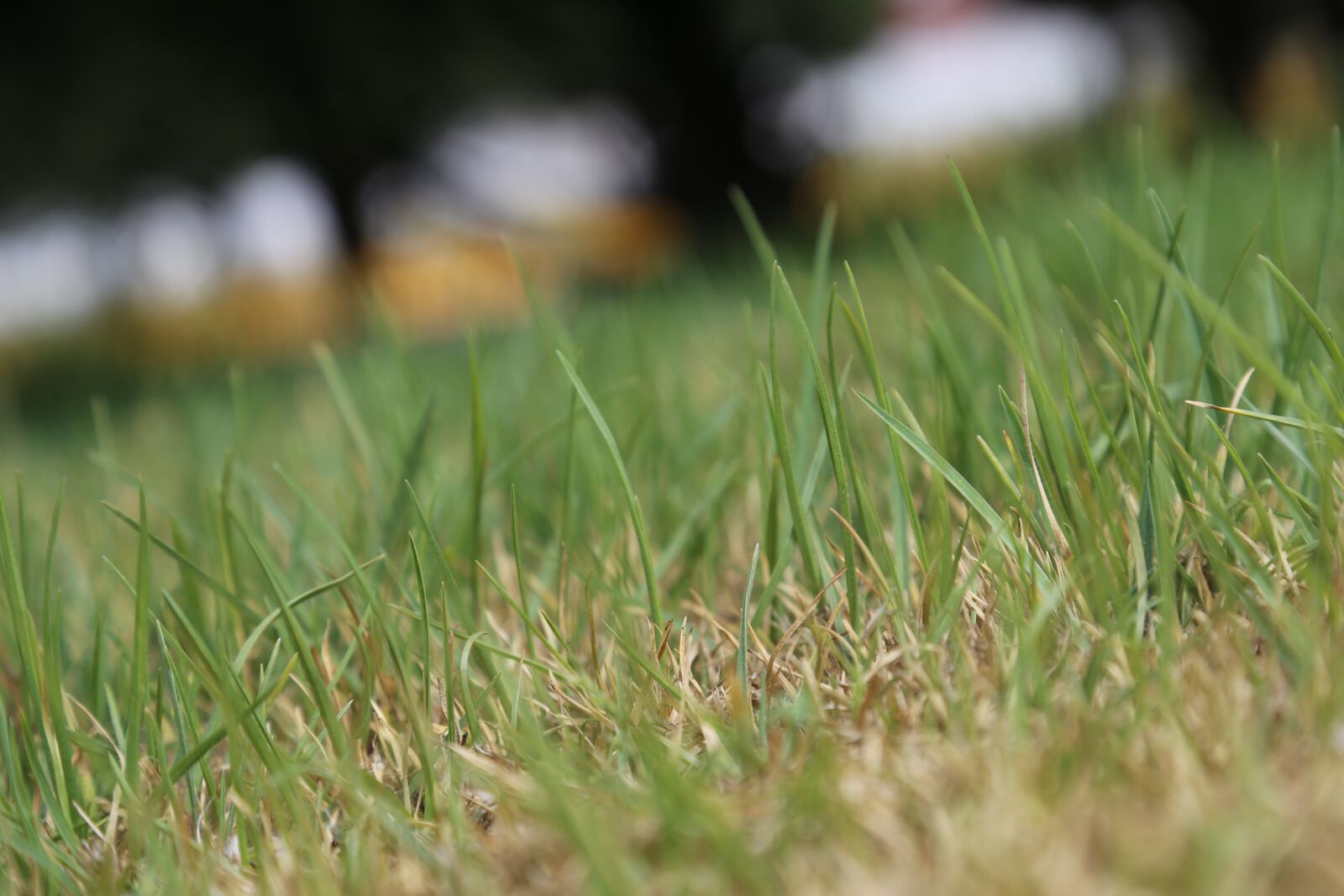 Canon EOS 6D + Canon EF 24-105mm F4L IS USM sample photo. Grass, nature, green photography
