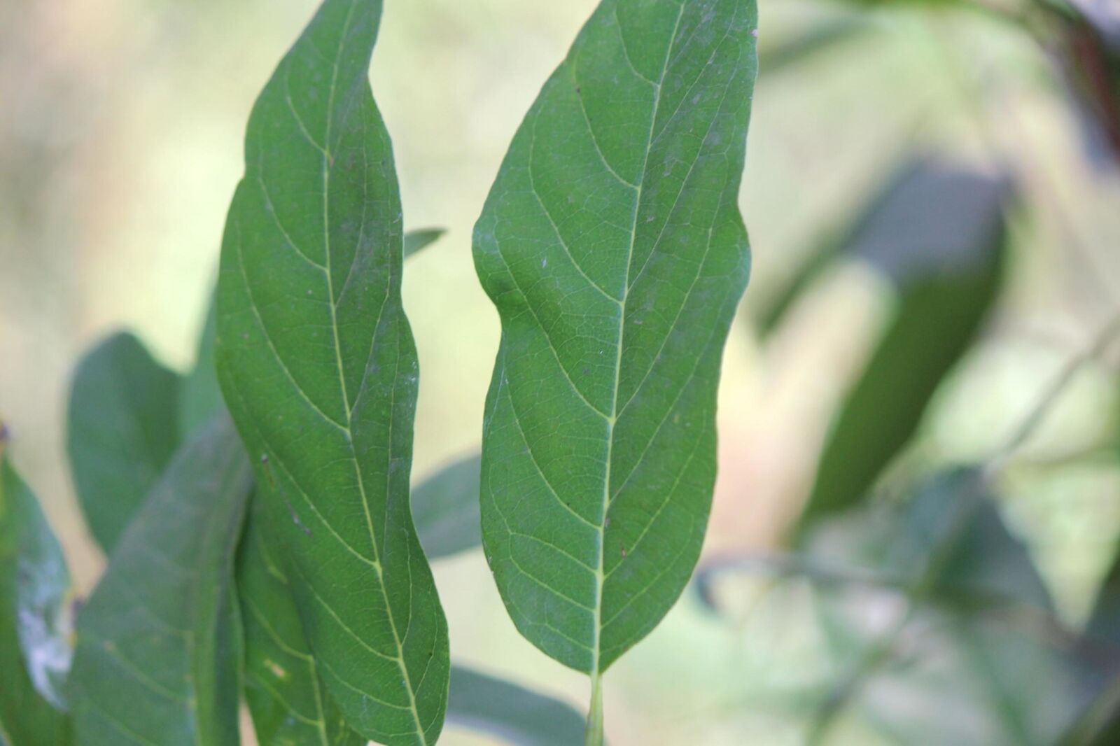 Canon EOS 600D (Rebel EOS T3i / EOS Kiss X5) sample photo. Custard, plant, leaf, green photography