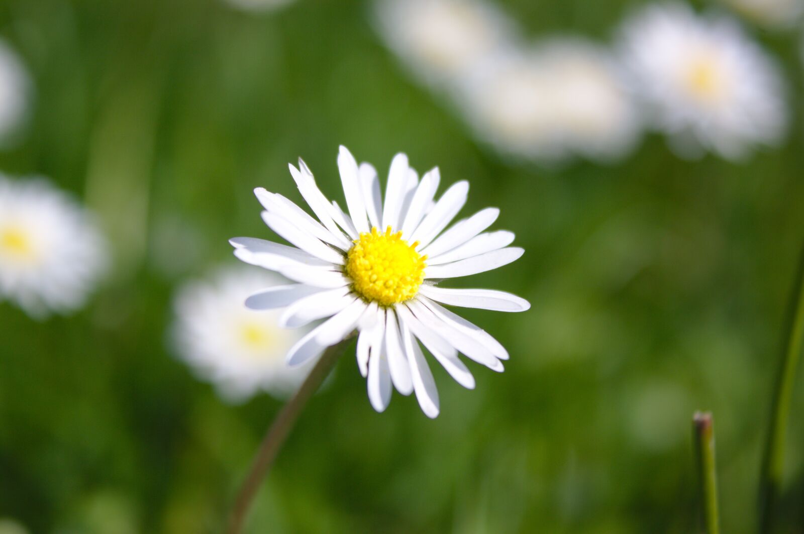 Canon EOS 50D sample photo. Daisy, bellis, perennis photography