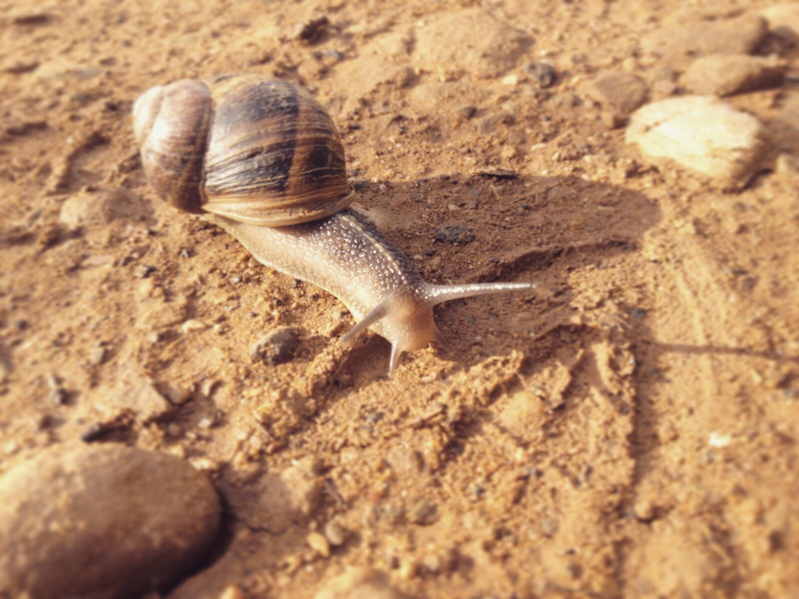 iPhone 4S back camera 4.28mm f/2.4 sample photo. Snail, animal, insect photography