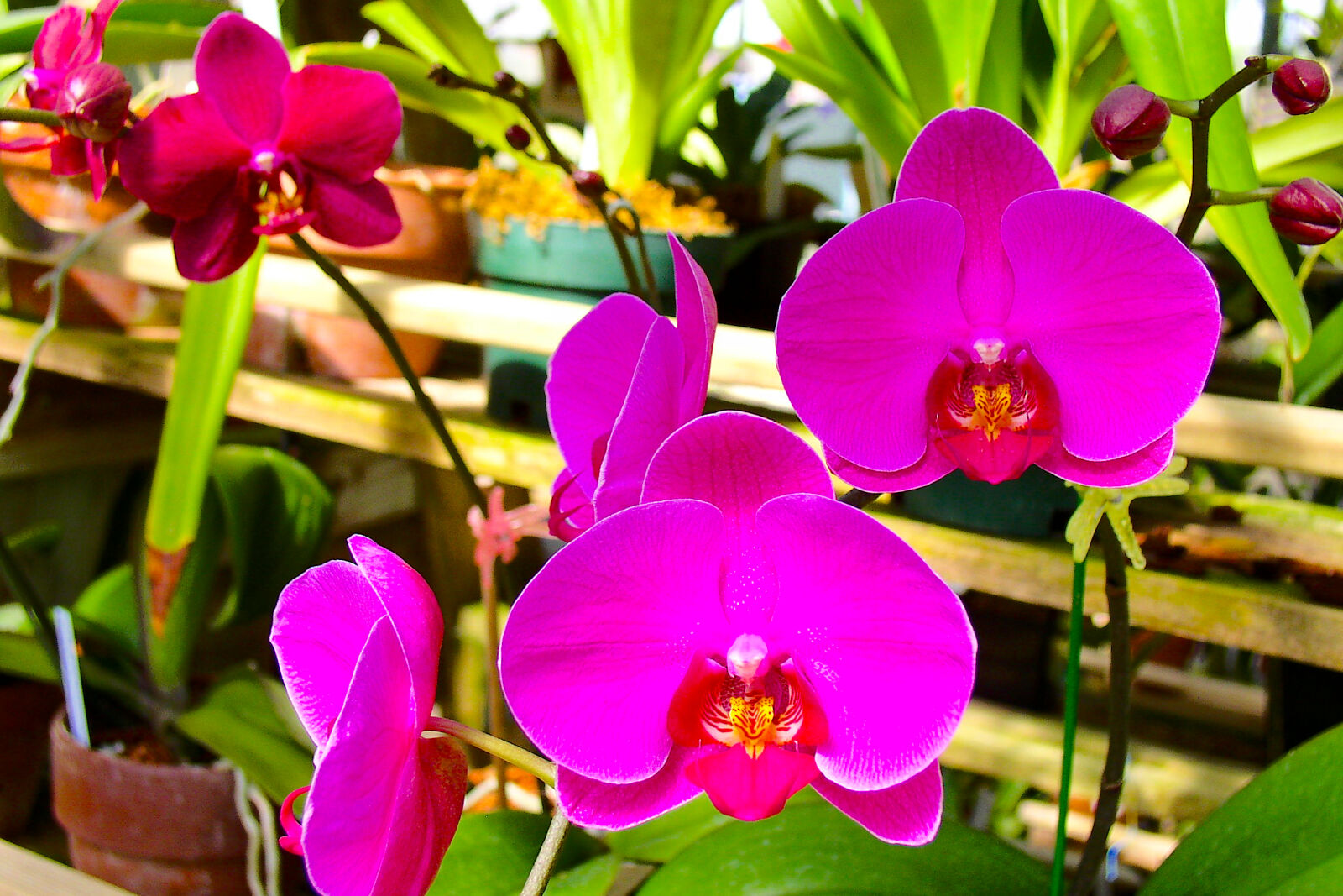 Olympus C4100Z,C4000Z sample photo. Pink, moth, orchids photography