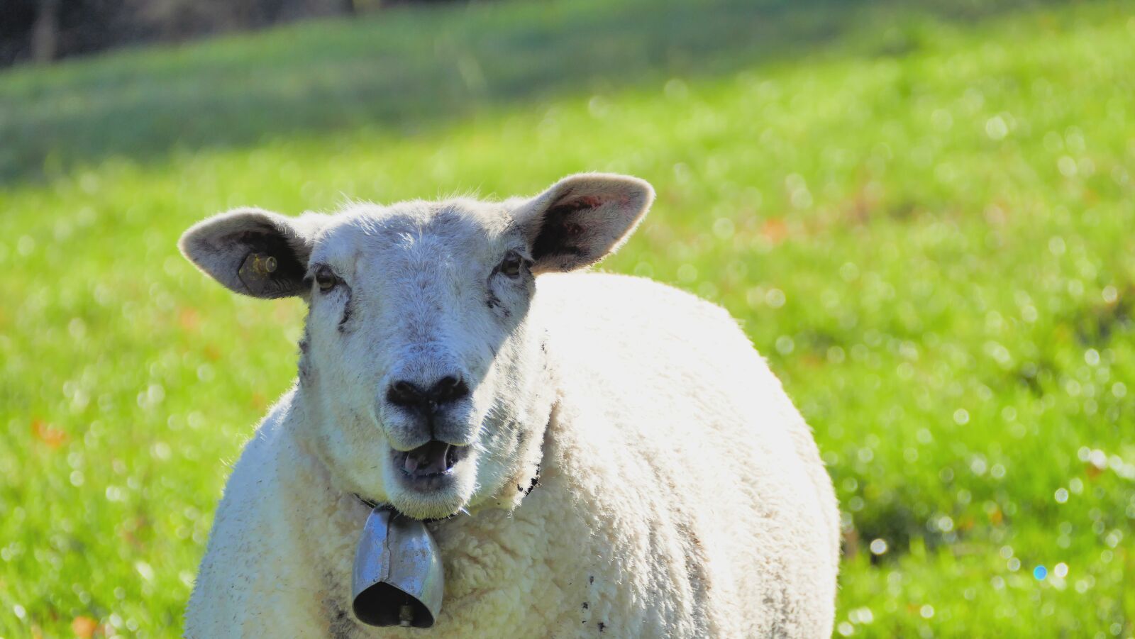 Panasonic Lumix DMC-FZ1000 sample photo. Animal, sheep, nature photography