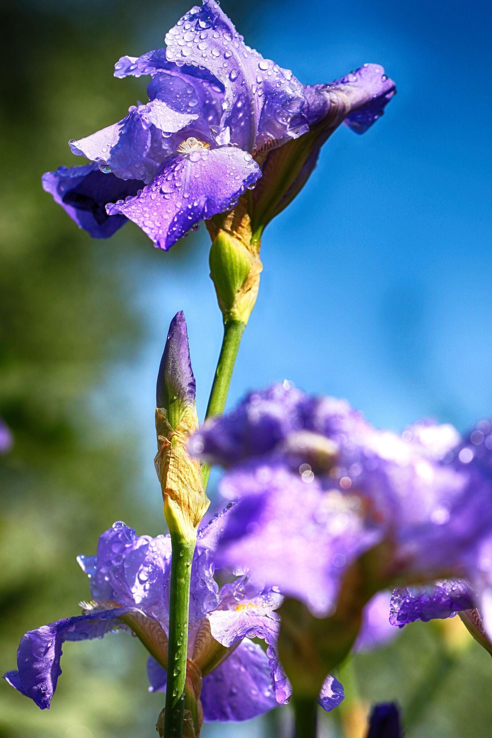Canon EOS 7D Mark II sample photo. Flower, macro, garden flower photography